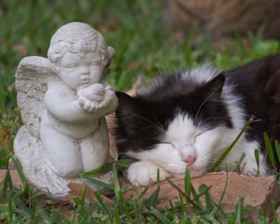 4277-Cat-and-Angel