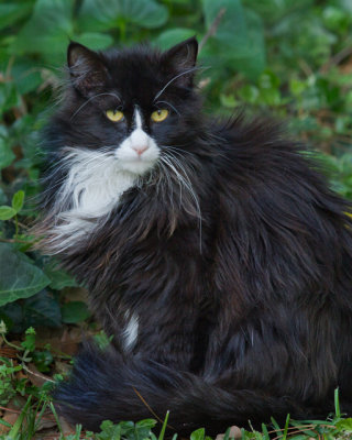 4282-Long-Hair-Cat