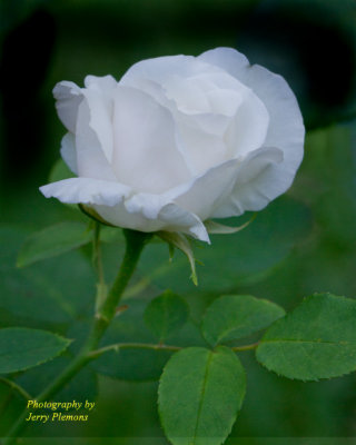 4340-White-Rose