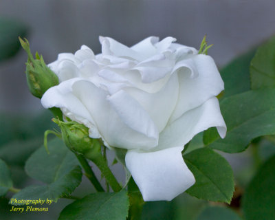 4347-White-Rose-With-Buds