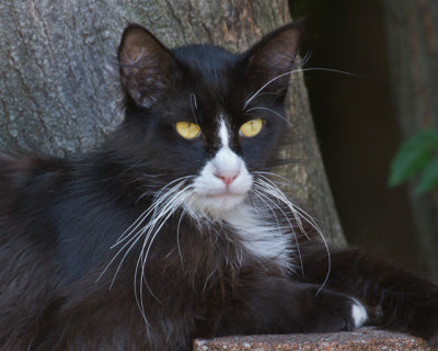 4618-Black-Cat-with-White-Nose
