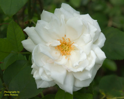 4767-White-Rose