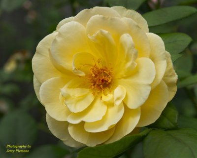 4770-Yellow-Rose