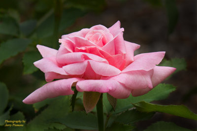 5104-Pink-Rose