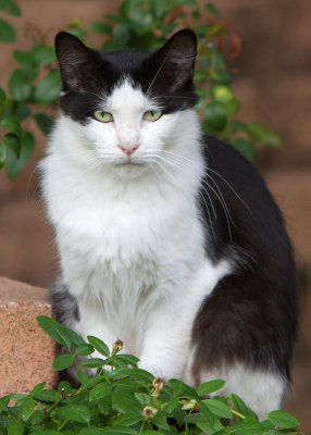 6023-Cat
