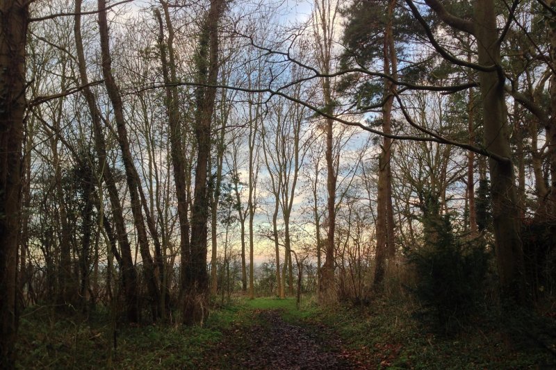 When lofty trees I see<br>8 December 2012 (449)