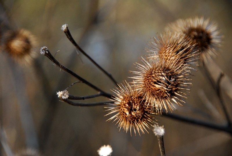 Spiky I