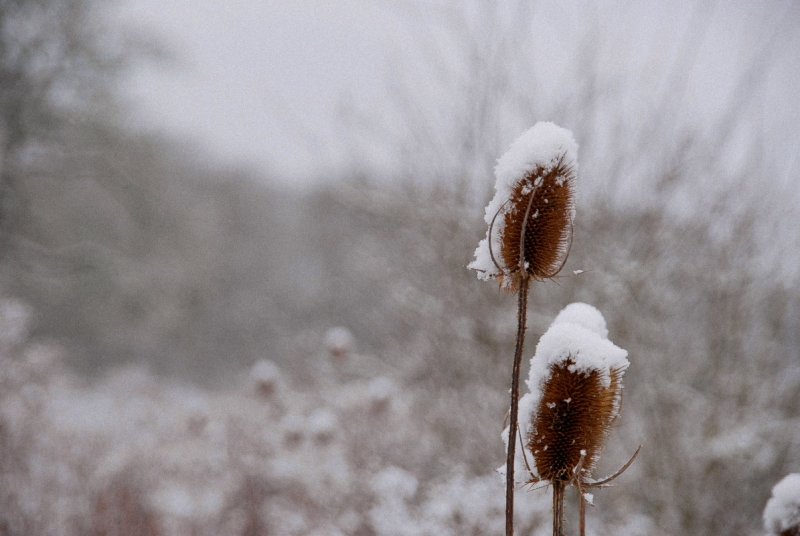 Freezing teasels