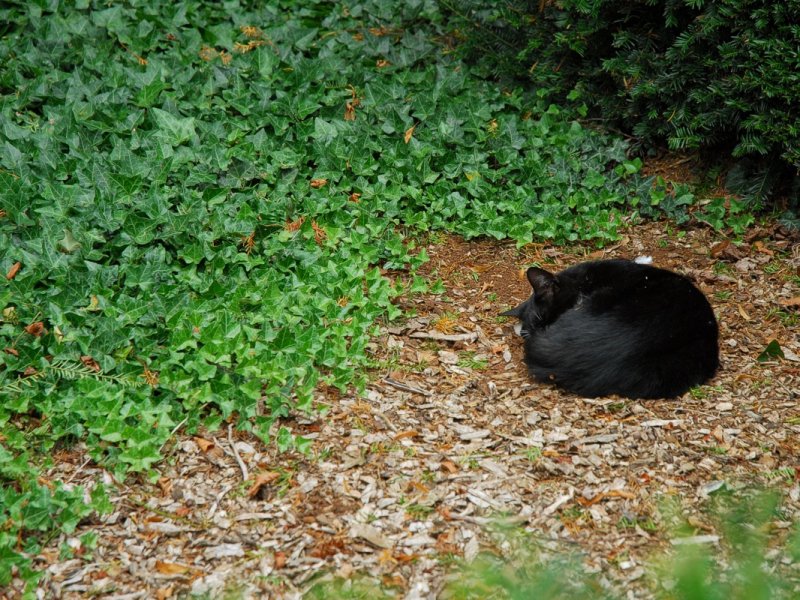 Napping...