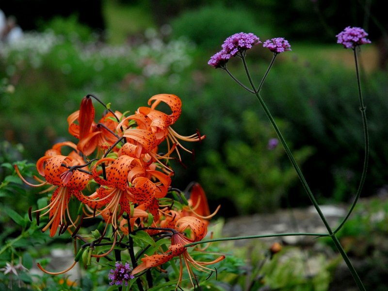 Border detail