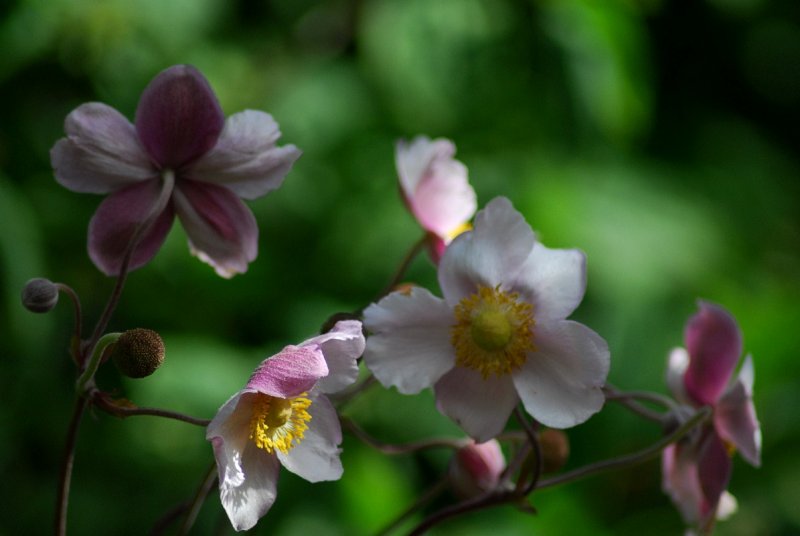 Dappled