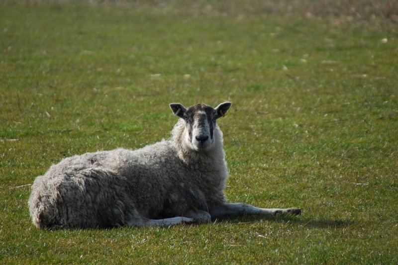 Ewe talkin to me?