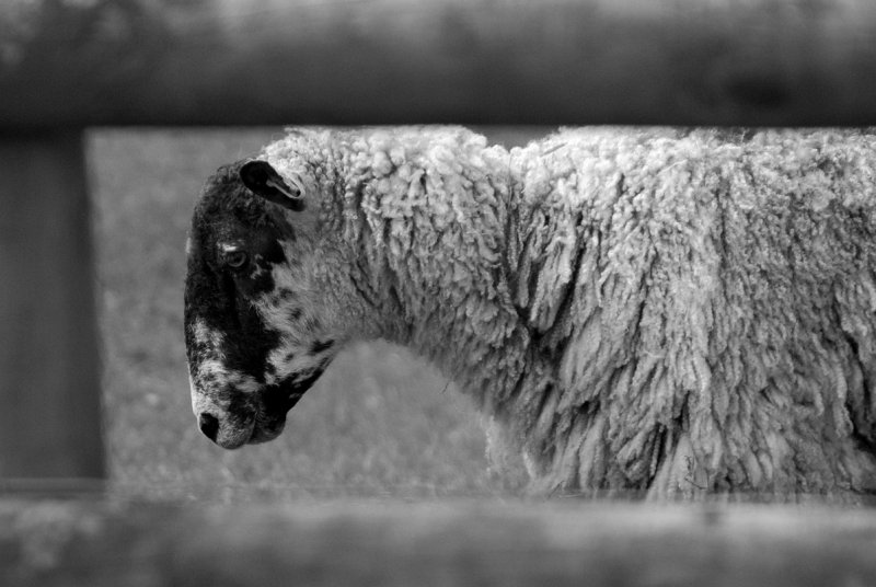 The saddest sheep