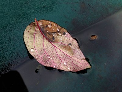 A man throngd up with cold<br>21 December 2012 (452)
