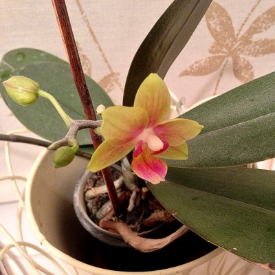 The first orchid...