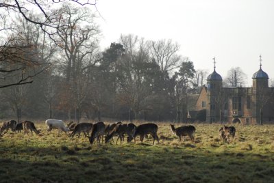 Englands timorous deer<br>9 January 2013 (468)