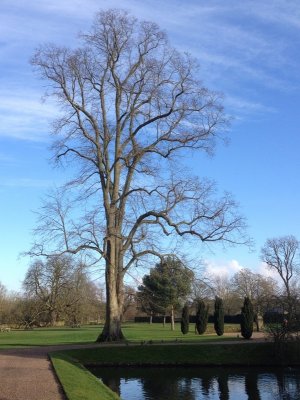 Winter tree