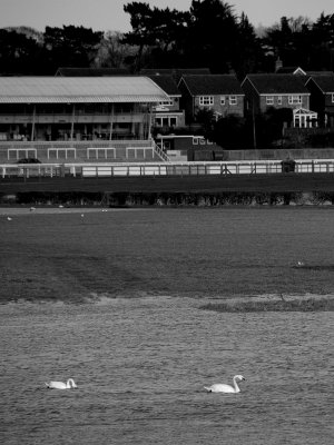 Racing swans
