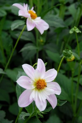 Dahlia VII