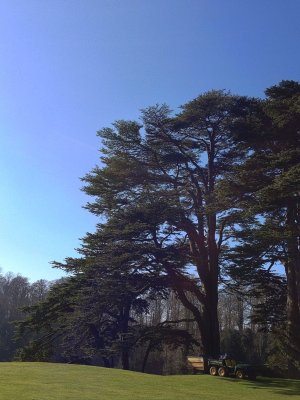 Cedars in the sun