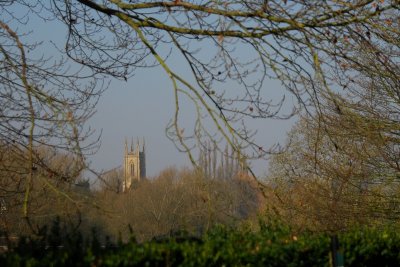 From the Woodland Garden