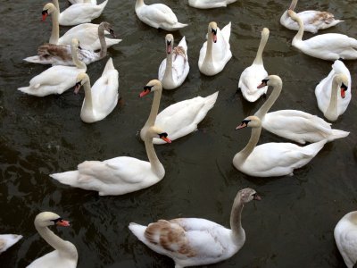 Swanning about...