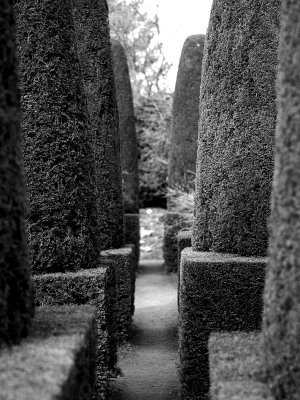 Topiary avenue