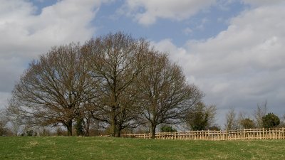 Deer fence...