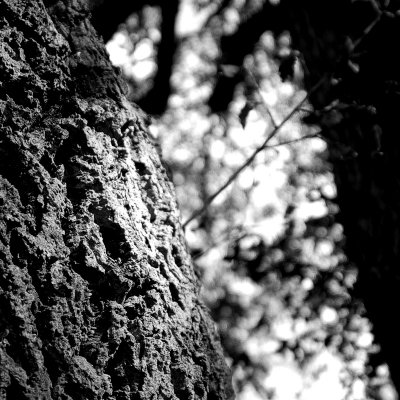 Quercus ilex