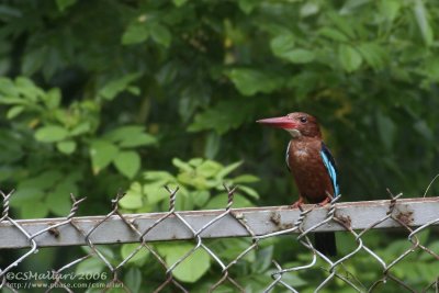 White-throated Kingfisher