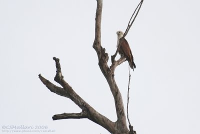 Brahminy Kite