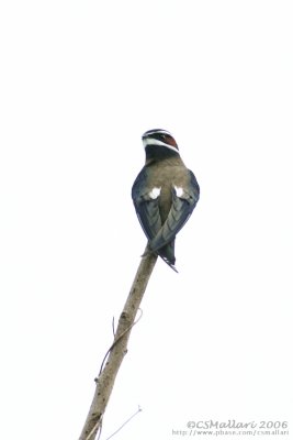 Whiskered Treeswift