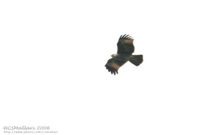 Brahminy Kite