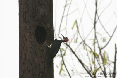 White-bellied Woodpecker