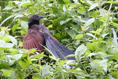 Philippine Coucal