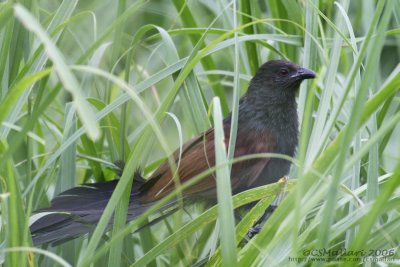 Philippine Coucal