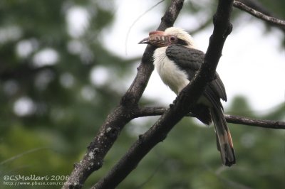 Luzon Hornbill
