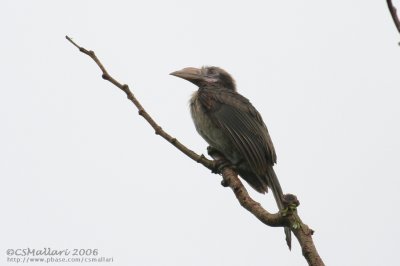 Tarictic Hornbill