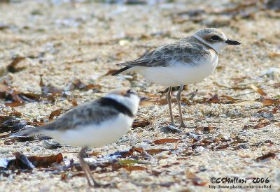 Malaysian Plover