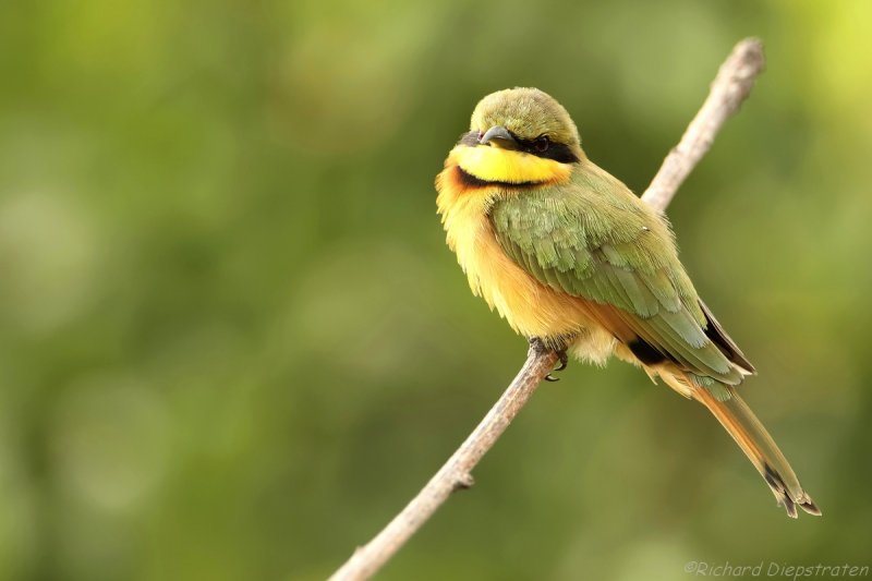 Dwergbijeneter - Merops pusillus - Little Bee-eater