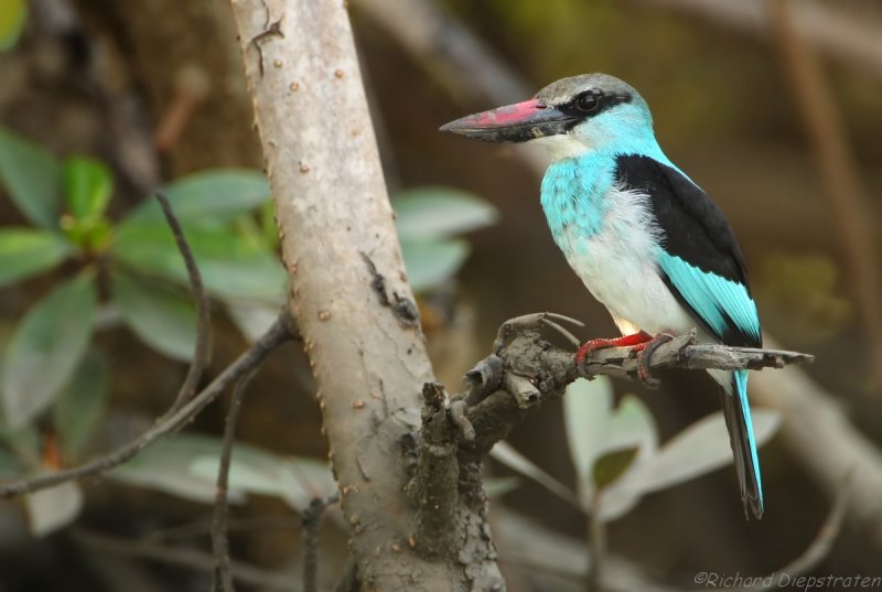 Teugelijsvogel - Halcyon malimbica - Blue-breasted Kingfisher