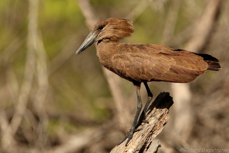 Hamerkop - Scopus umbretta  