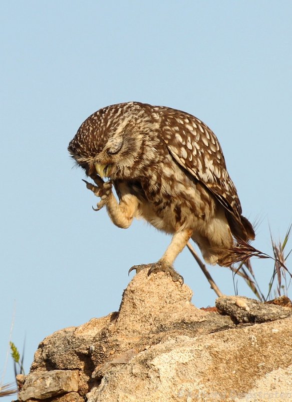 Steenuil - Athene noctua - Little Owl