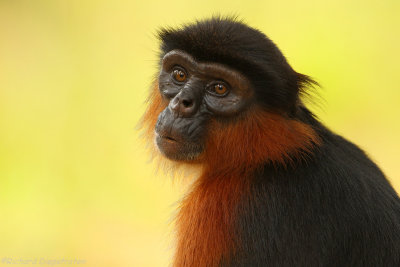 Rode Franjeaap - Procolobus badius - Western red colobus