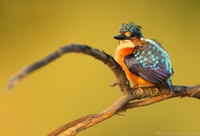Malachietijsvogel - Corythornis cristatus - Malachite Kingfisher