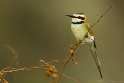 Witkeelbijeneter - Merops albicollis - White-throated Bee-eater