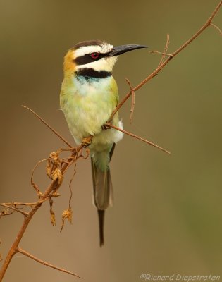 Witkeelbijeneter - Merops albicollis - White-throated Bee-eater