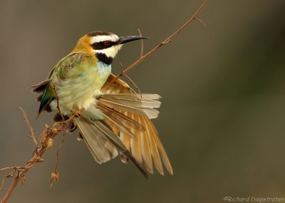Witkeelbijeneter - Merops albicollis - White-throated Bee-eater