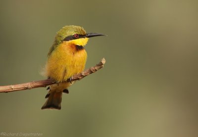 Dwergbijeneter - Merops pusillus - Little Bee-eater