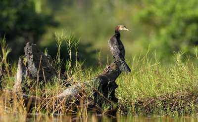 Afrikaanse Dwergaalscholver - Microcarbo africanus - Long-tailed Cormorant 